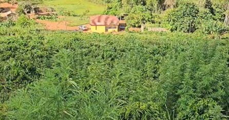 Mil metros de maconha: PM descobre mega plantação vigiada por fuzil na zona rural em Minas image
