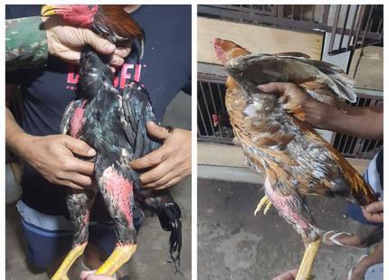 Polícia flagra maus-tratos e apreende 15 galos usados em rinha em Divinópolis xbsystatnjftg6dgs7vugw-jpg