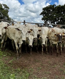 Sindicato Rural de Divinópolis promove grande leilão para fortalecer o agro
