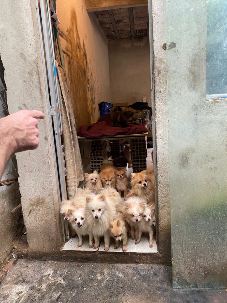 Cães da raça Lulu da Pomerânia são resgatados em situação de abandono em Belo Horizonte WhatsApp Image 2026-04-07 at 10.20.54