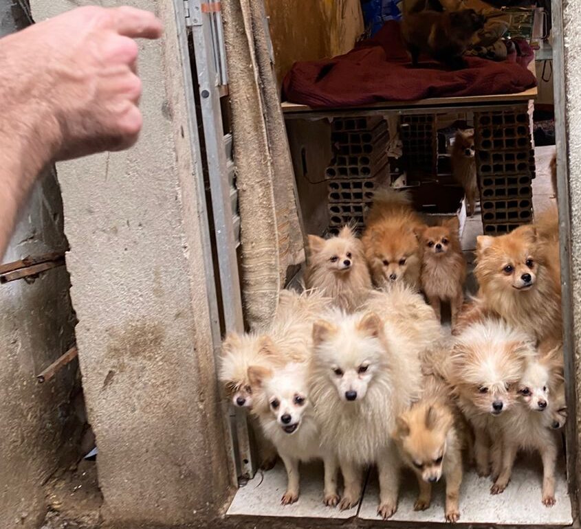 Cães da raça Lulu da Pomerânia são resgatados em situação de abandono em Belo Horizonte