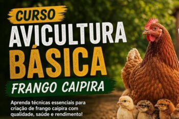 Sindicato Rural: Aprenda como iniciar criação de galinha caipiria