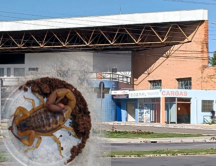 Segundo ataque de escorpião em menos de um mês assusta passageiros em Divinópolis eqweqwe