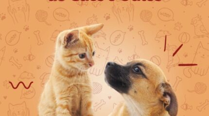 Carmo do Cajuru inicia castração gratuita de cães e gatos CASTRACAO-2025