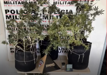 “Fazenda urbana” de maconha é descoberta em Itapecerica (MG) durante operação da PM