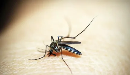 Alerta na dengue: Idosos concentram 42% dos casos graves em Uberaba