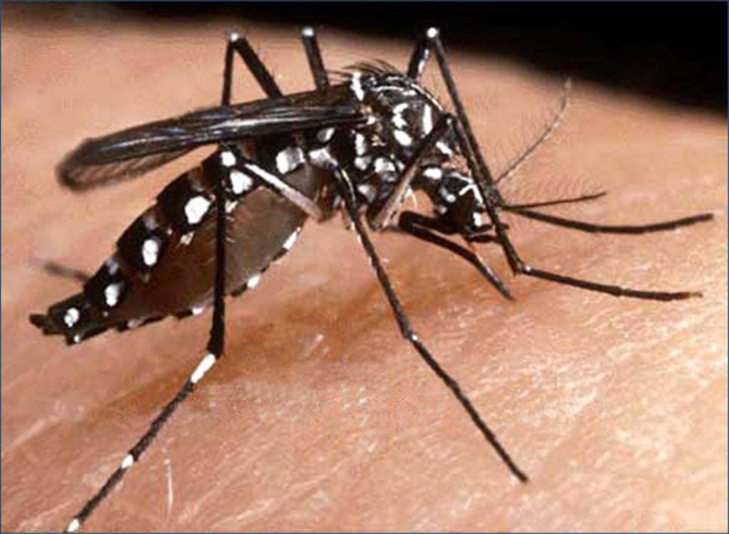 Divinópolis confirma quarta morte por dengue e amplia alerta dengue