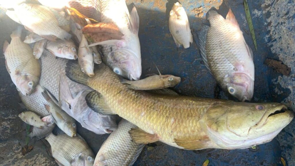Desastre ambiental: Investigação apura mistério por trás da mortalidade de peixes em São Gonçalo do Pará peixes nobo