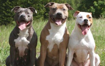 Pit bulls soltos atacam família em Carmo do Cajuru e deixam homem em estado grave; tutores são presos