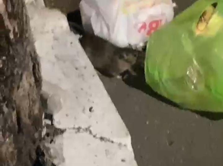 Após novos vídeos de ratos viralizarem em Divinópolis, prefeitura intensifica ações de controle e orienta população