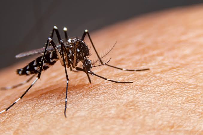 Boletim Dengue, Chikungunya e Zika Vírus WhatsApp Image 2026-07-27 at 11.12.19