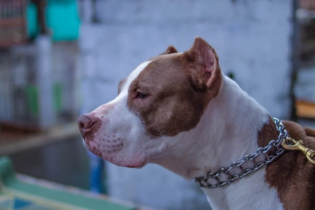 Pitbull ataca mulher e adolescente no bairro Paraíso em Divinópolis
