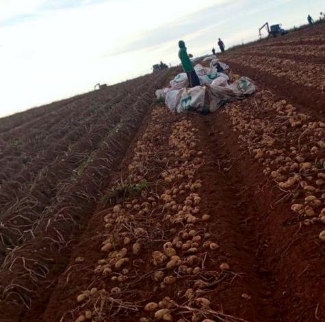 Exclusiva: Prefeitura de Formiga aciona MTE e MPT após Divinews comunicar denúncia de condições degradantes em fazenda