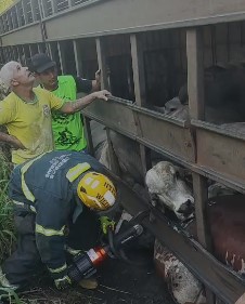 Acidente com carreta de gado mobiliza equipes na BR-494 em Nova Serrana