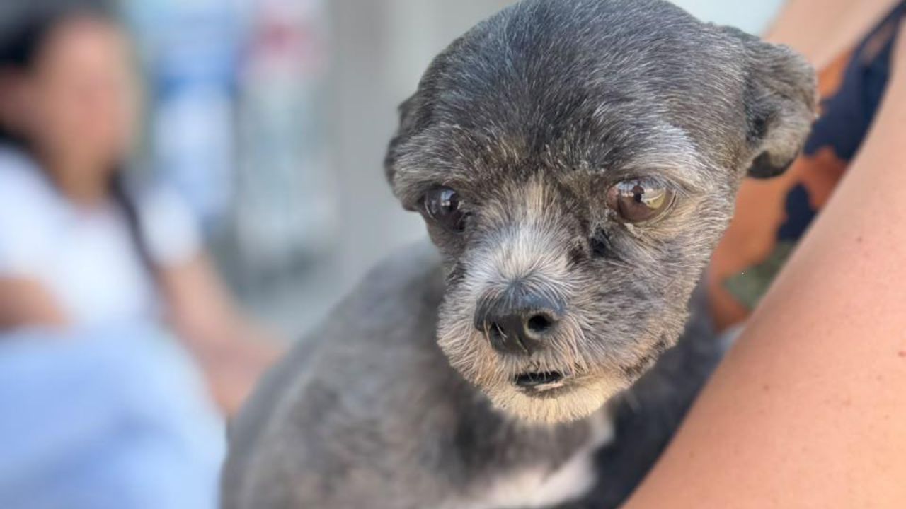 Vacinação antirrábica em Itaúna imuniza quase 13 mil cães e gatos em mobilização municipal