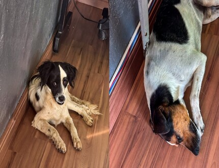 Divinópolis: Cachorros são resgatados em possível caso de maus-tratos, no bairro Nova Fortaleza