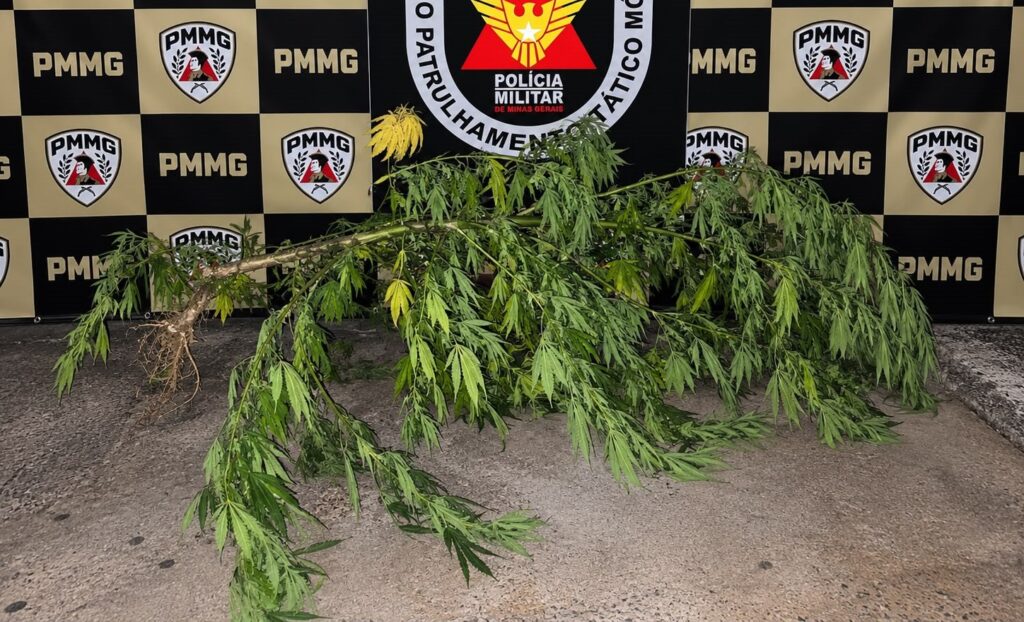 Polícia Militar apreende adolescente e dois pés de substância semelhante à maconha em Bom Despacho drogas um